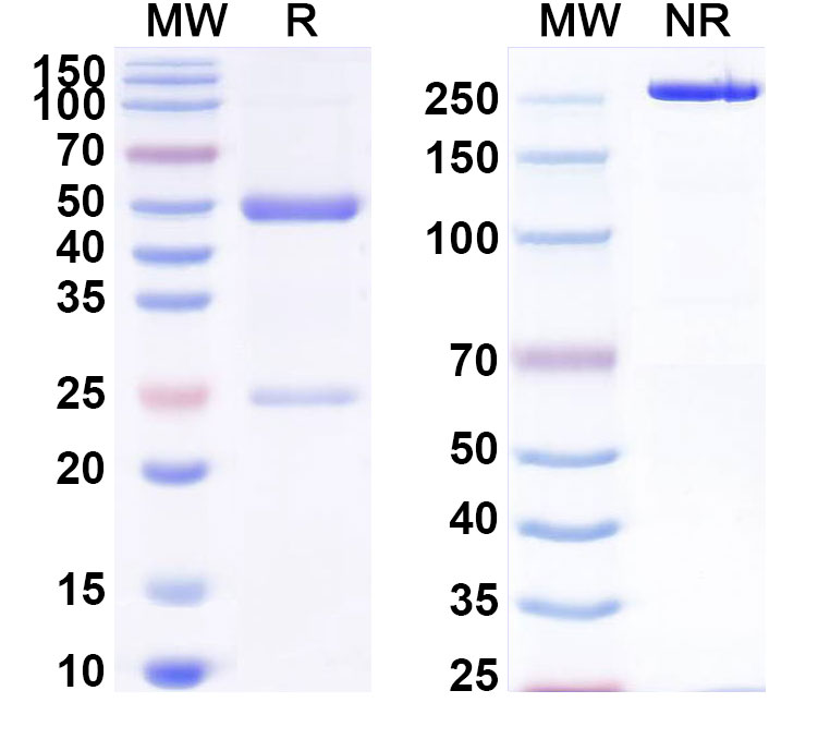 SDS-PAGE for Anti-LPS/Lipopolysaccharide Antibody (SAA0607)