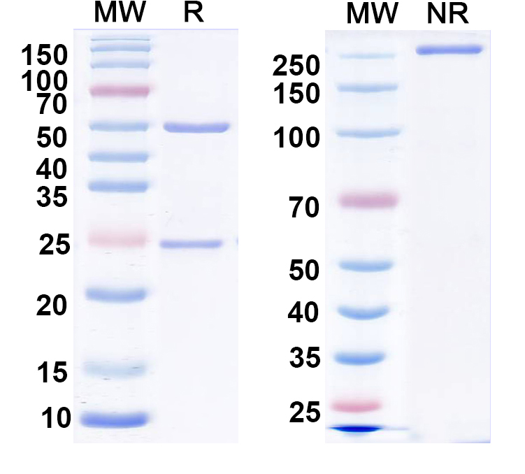 SDS-PAGE for Anti-LRP4 Antibody (N207/27)