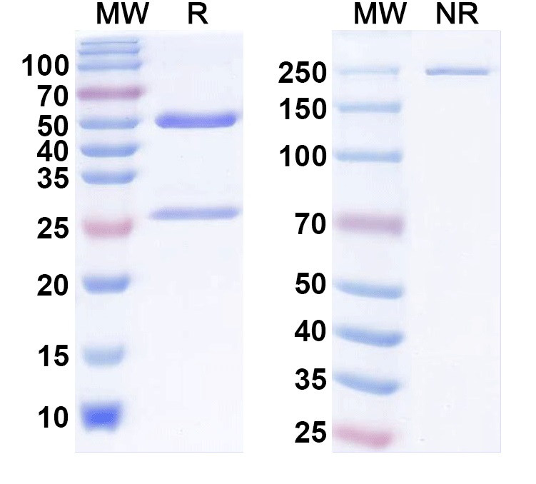 SDS-PAGE for Anti-MARV GP/Envelope glycoprotein Antibody (MR78)