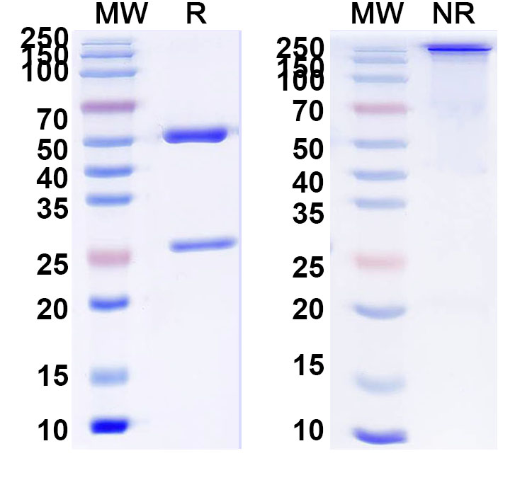 SDS-PAGE for Anti-MPTS Antibody (SAA0786)
