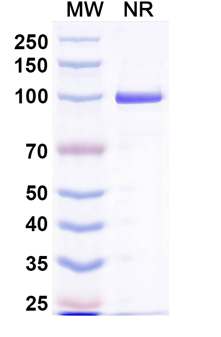 SDS-PAGE for Anti-MPXV A29L Antibody (P1H10)