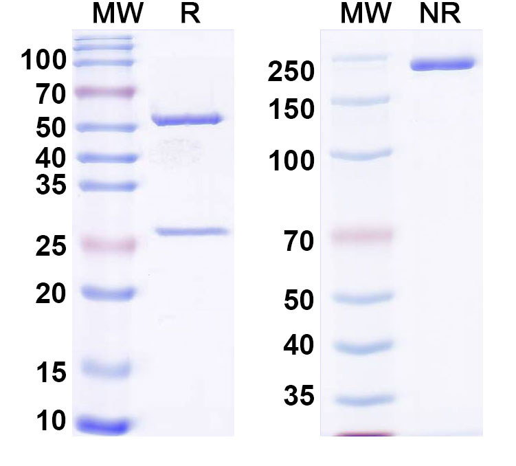 SDS-PAGE for Anti-Mouse COL2A1 Antibody (C11)