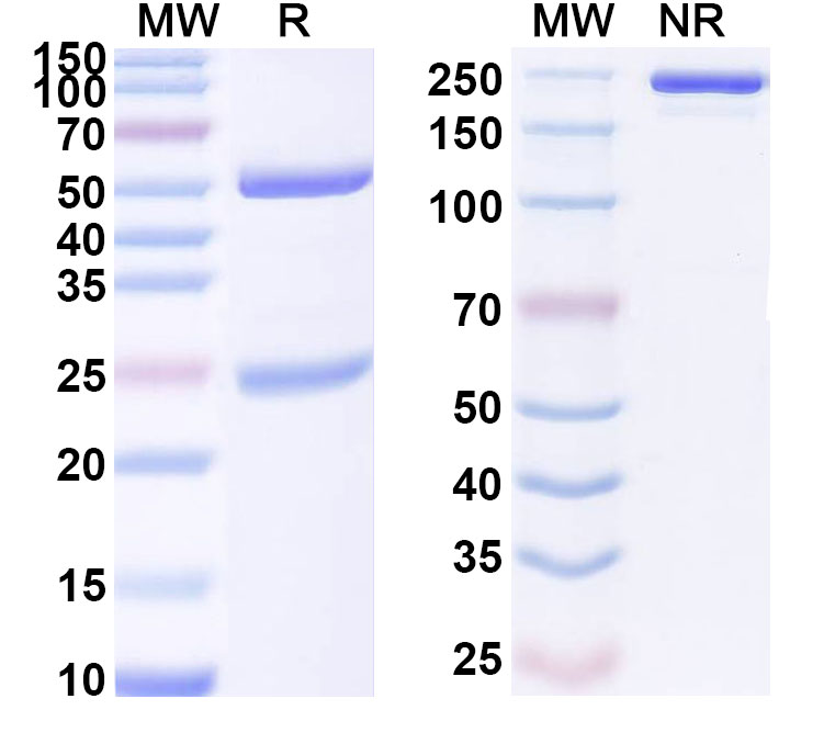 SDS-PAGE for Anti-Mouse CXCL10/IP-10 Antibody (54)