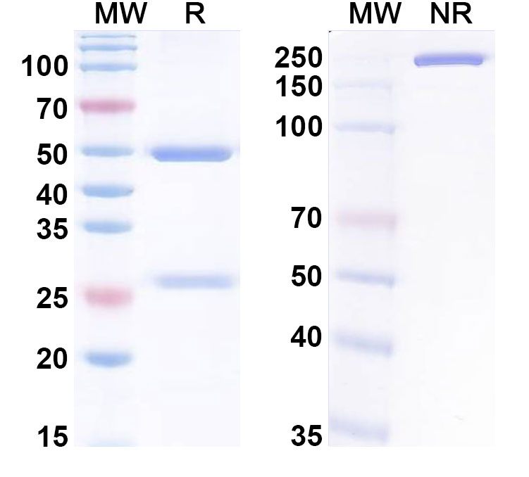 SDS-PAGE for Anti-Mouse GIPR/GIP-R Antibody (SAA0400)
