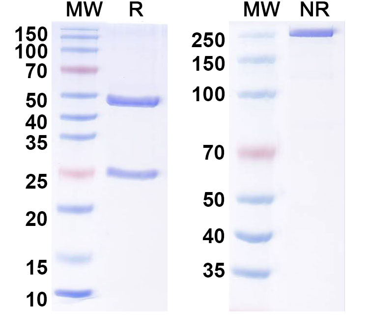 SDS-PAGE for Anti-Mouse MAPT/Tau/PHF-tau Antibody (TAU-5)