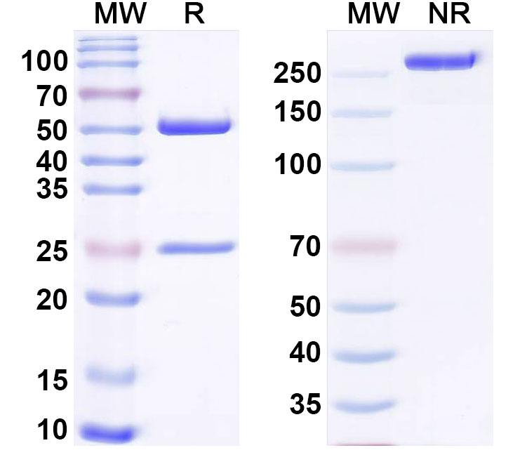 SDS-PAGE for Anti-Mouse PCSK9 Antibody (mAb1)