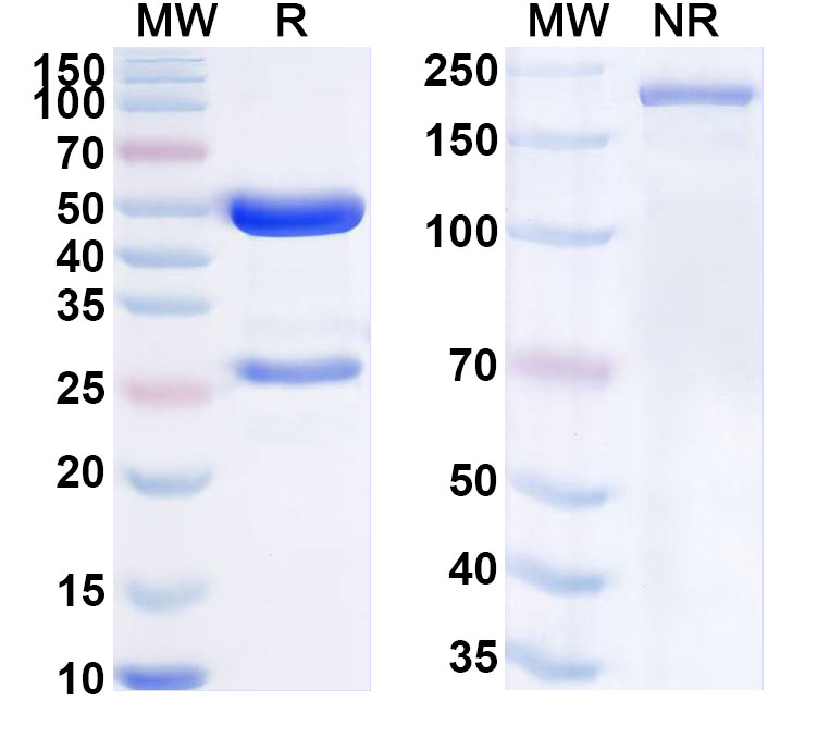SDS-PAGE for Anti-Mouse SOST Antibody (AbD09097)
