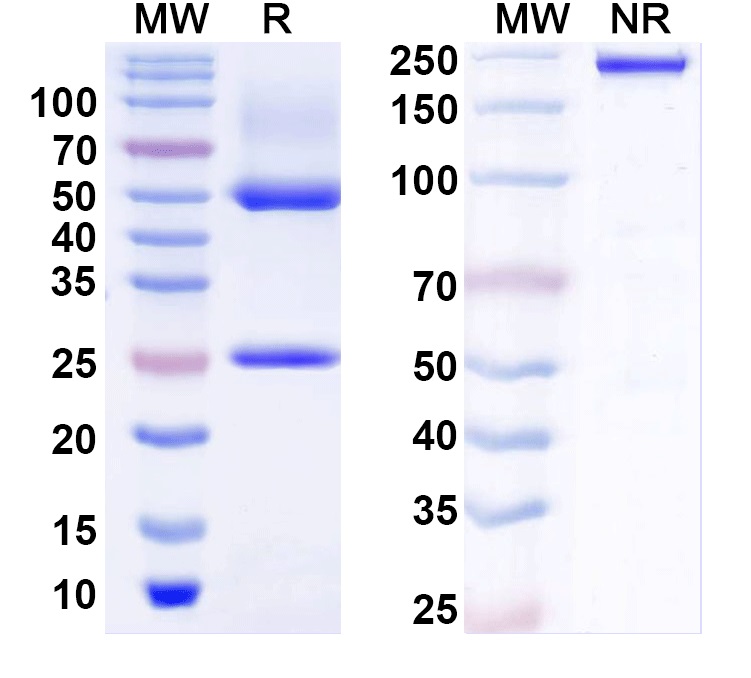 SDS-PAGE for Anti-NCKX4 Antibody (N414/57)
