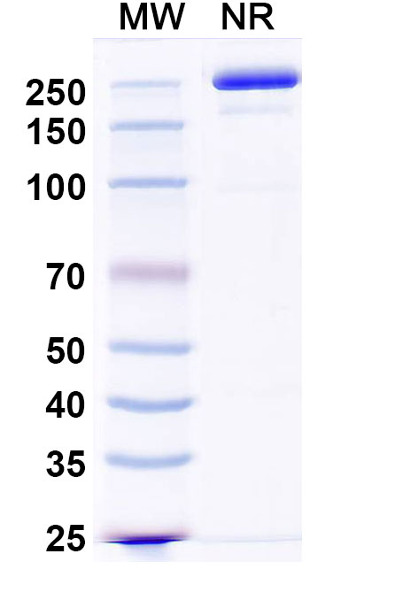SDS-PAGE for Anti-Nav1.6 Na+ channel Antibody (K87A/10)