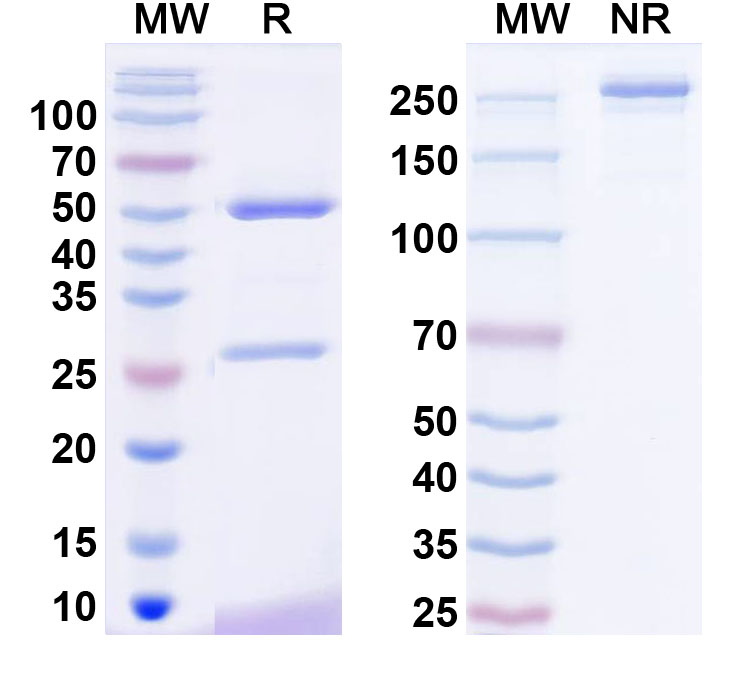 SDS-PAGE for Anti-Neuroligin-3 Antibody (N110/5)