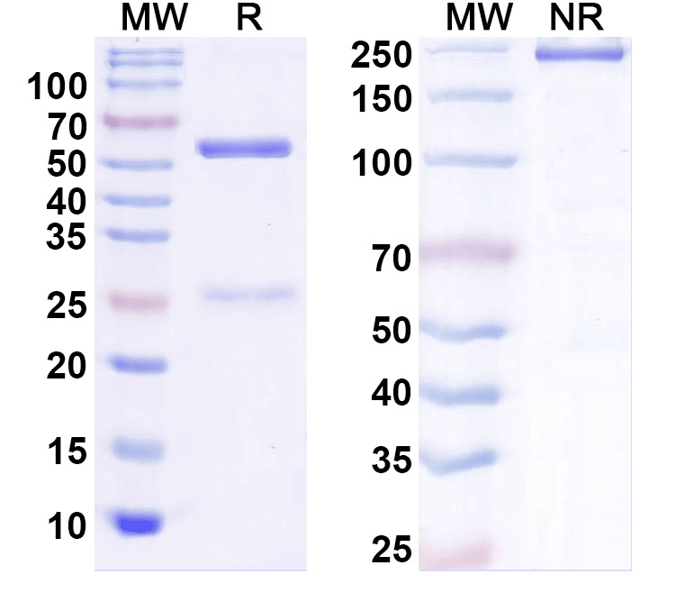 SDS-PAGE for Anti-Olig1 Antibody (N149/14)