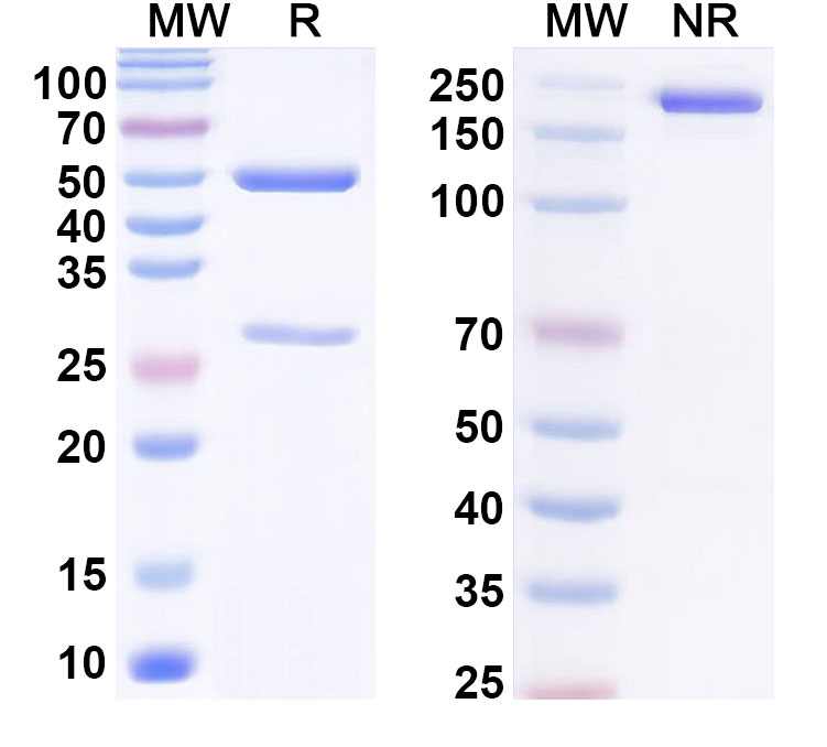SDS-PAGE for Anti-PEG Antibody (2B5)