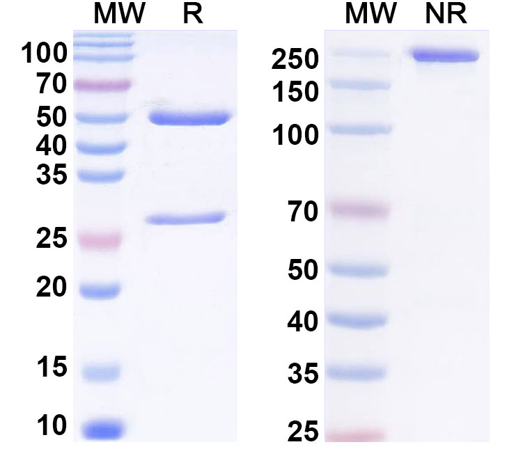 SDS-PAGE for Anti-PEG Antibody (6.3)