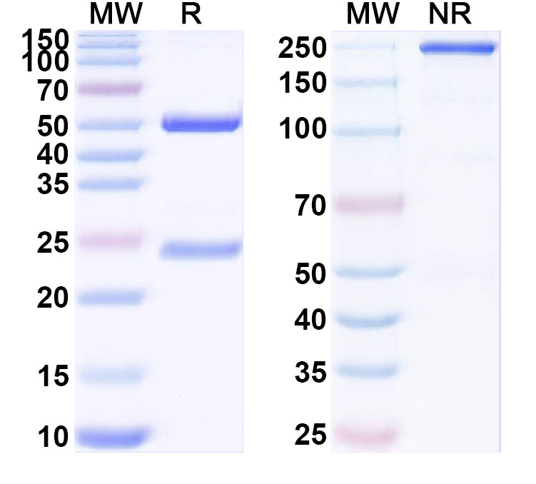 SDS-PAGE for Anti-PEX7 Antibody (N232/9)