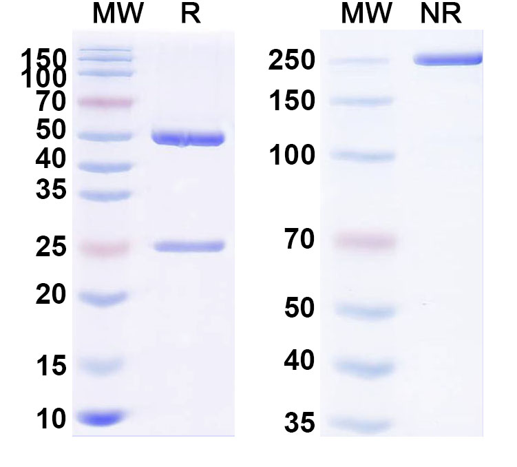SDS-PAGE for Anti-PHLPII/Phl p 2 Antibody (SAA0686)