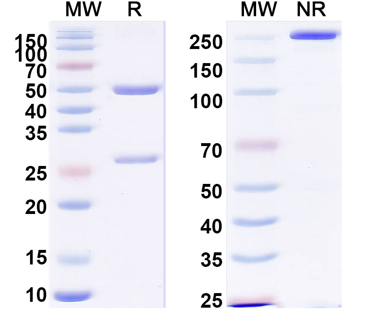 SDS-PAGE for Anti-PHLPVa/Allergen Phl p Va Antibody (SAA0702)
