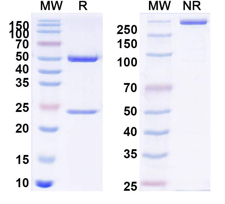 SDS-PAGE for Anti-PHLPXI Antibody (SAA0732)