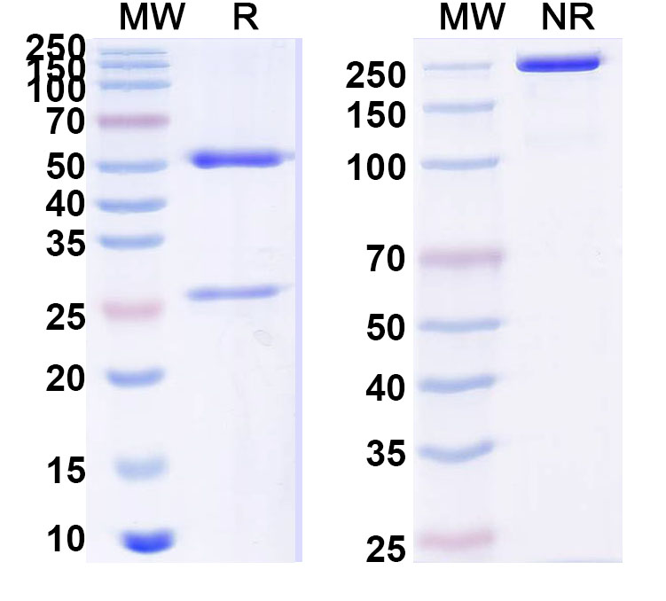 SDS-PAGE for Anti-PHLPXI Antibody (SAA0733)