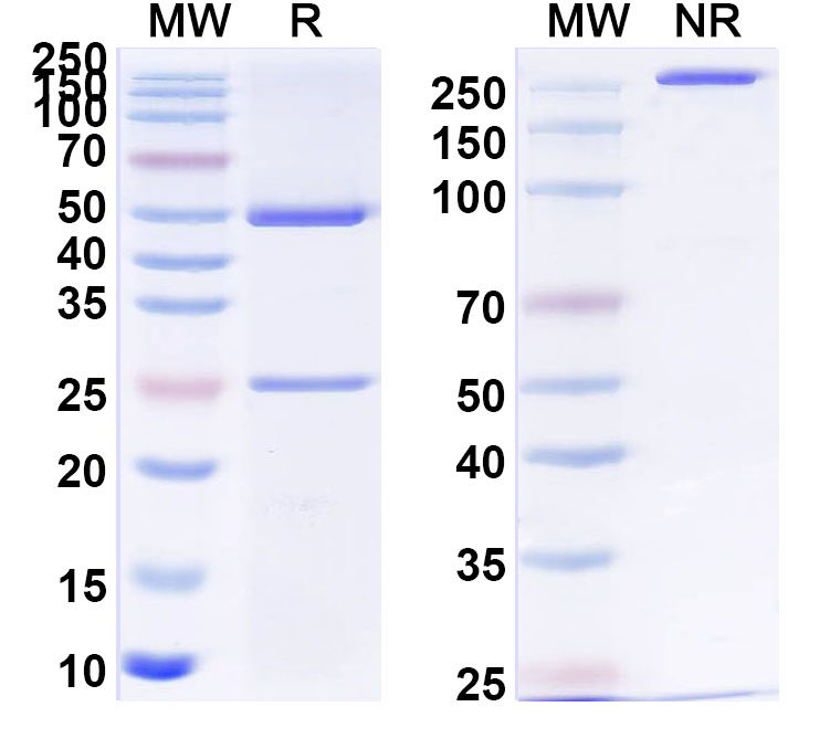 SDS-PAGE for Anti-PRUDU6 Antibody (SAA0750)