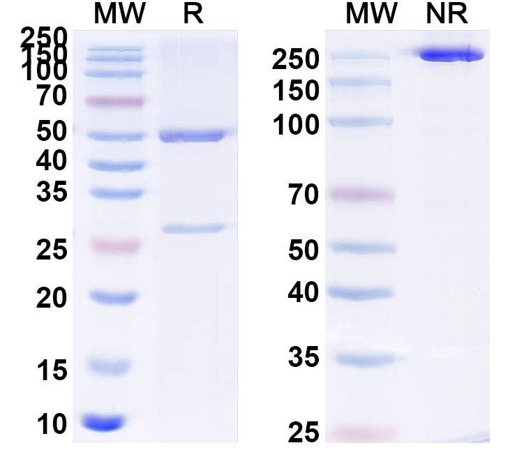 SDS-PAGE for Anti-PRUDU6 Antibody (SAA0751)