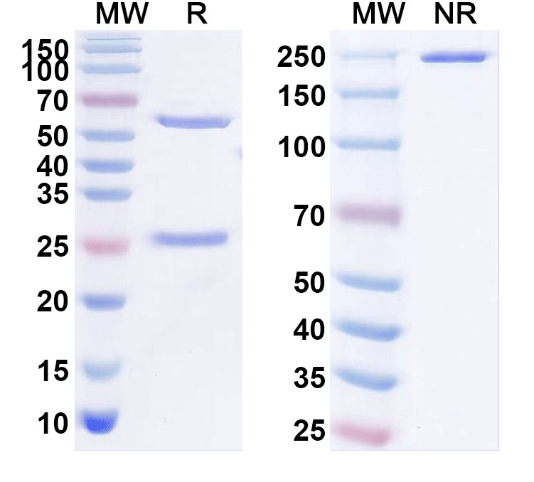 SDS-PAGE for Anti-Pan-Thyroid hormone receptor Antibody (N403/60)