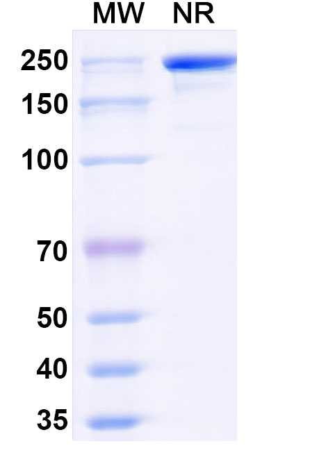 SDS-PAGE for Anti-Pan-pS/pSer/Phosphoserine Antibody (SAA0307)
