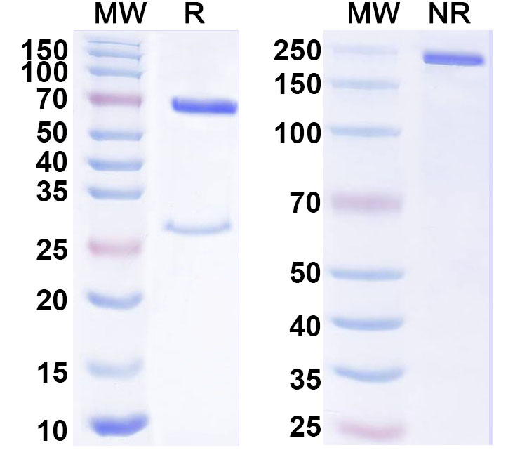 SDS-PAGE for Anti-Phospho-CASC5 (pT943) Antibody (pMELT-KNL1)