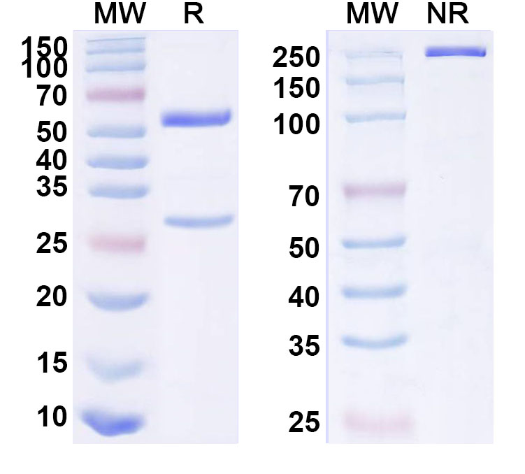 SDS-PAGE for Anti-Phospho-Smad2 (pT8) Antibody (P4.B9)