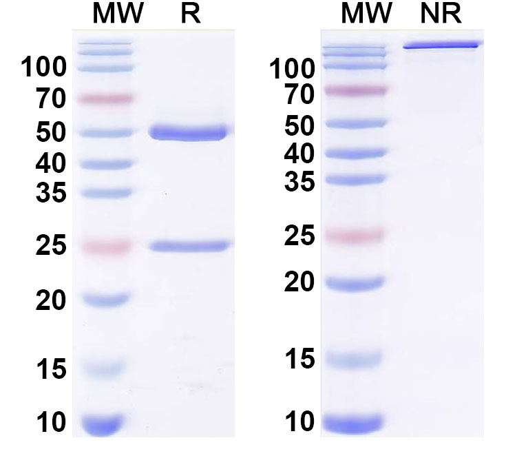 SDS-PAGE for Anti-Phospho-γ-H2AX (pS139) Antibody (A4)