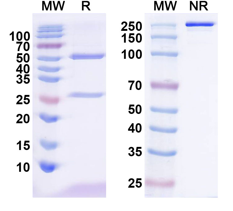 SDS-PAGE for Anti-QKI-5 Antibody (N195A/22)