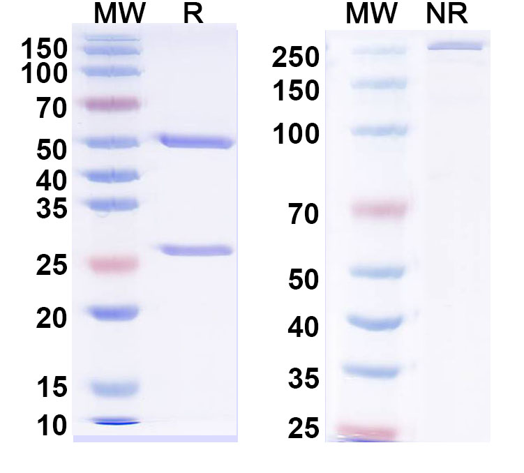 SDS-PAGE for Anti-RABV G/Glycoprotein Antibody (50AD1)