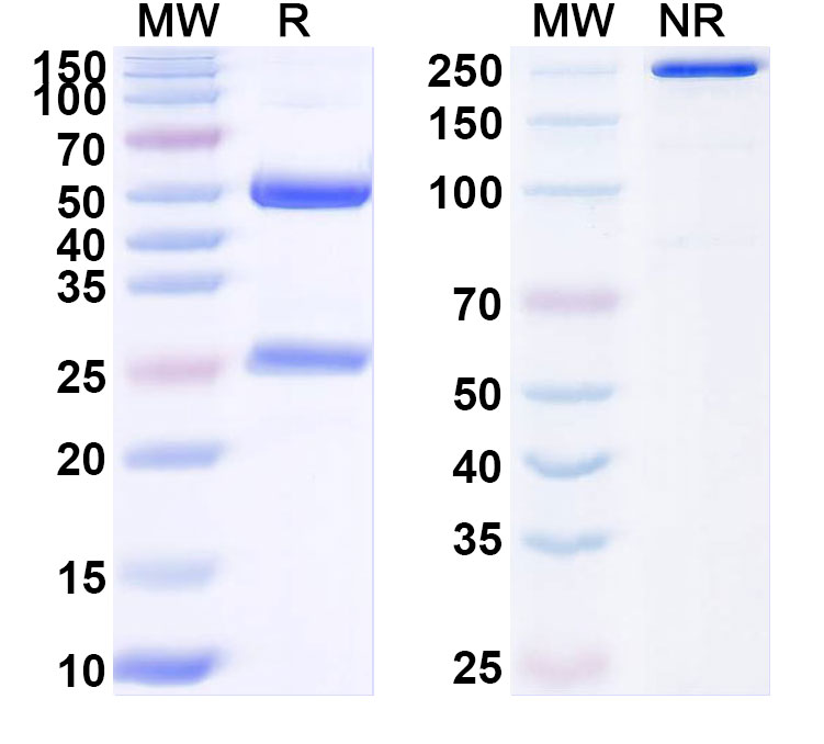 SDS-PAGE for Anti-RSV F/Fusion glycoprotein F0 Antibody (4D7)