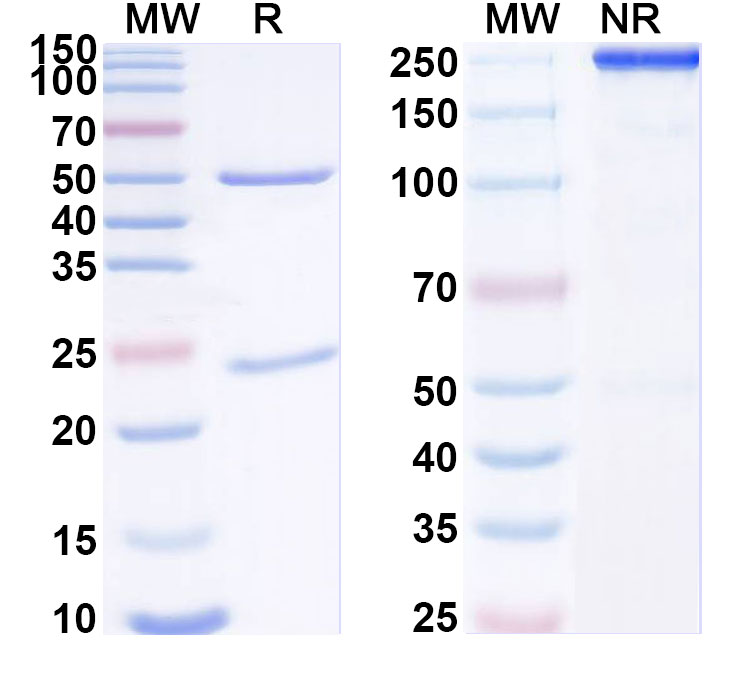 SDS-PAGE for Anti-RSV F/Fusion glycoprotein F0 (SAA2058)