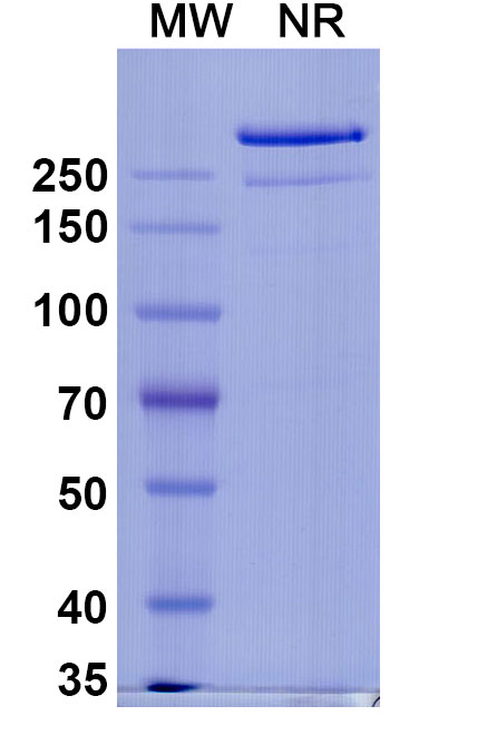 SDS-PAGE for Anti-SARS-CoV-2 NTD antibody (4A8)