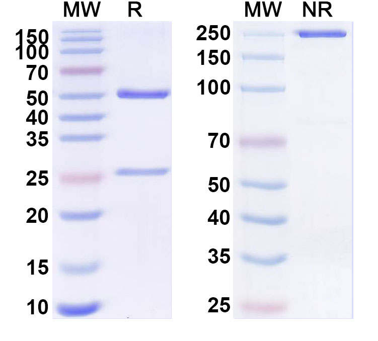 SDS-PAGE for Anti-SARS-CoV-2 S2 Protein antibody (1B3)