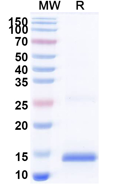 SDS-PAGE for Anti-SARS-CoV-2 S Protein Nanobody (SAA1064)