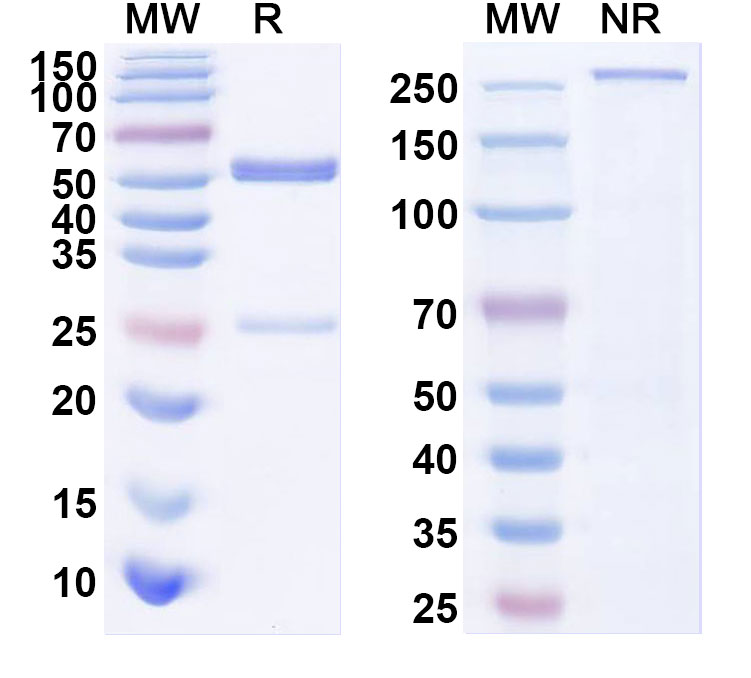 SDS-PAGE for Anti-SARS-CoV-2 S Protein antibody (1C2)