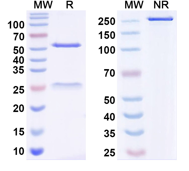 SDS-PAGE for Anti-SMN2 Antibody (N179/14)
