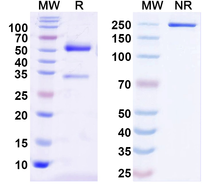 SDS-PAGE for Anti-SMN2 Antibody (N179/8)