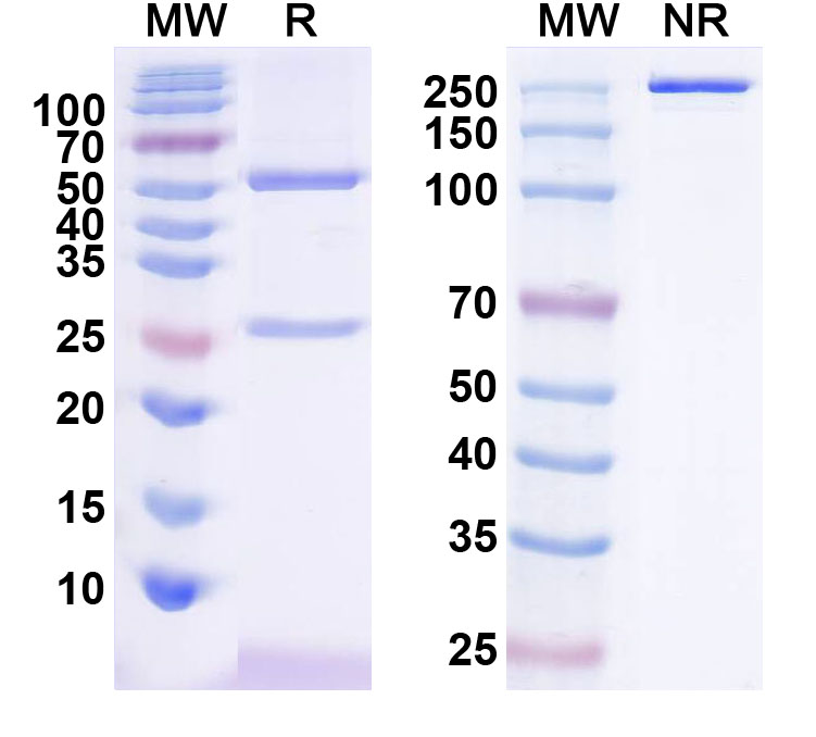 SDS-PAGE for Anti-SNAT2 Antibody (N108/35)