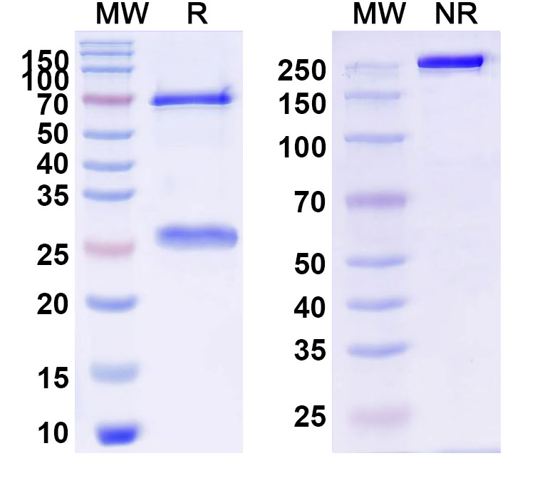 SDS-PAGE for Anti-Schizophyllan/SCH Antibody (JoJ48C11)