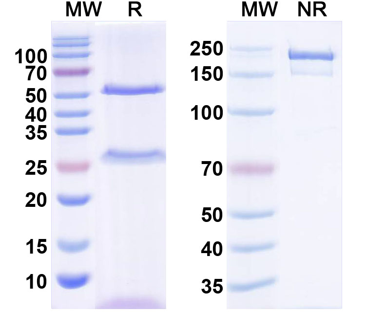 SDS-PAGE for Anti-Shank2 Antibody (N23B/9)