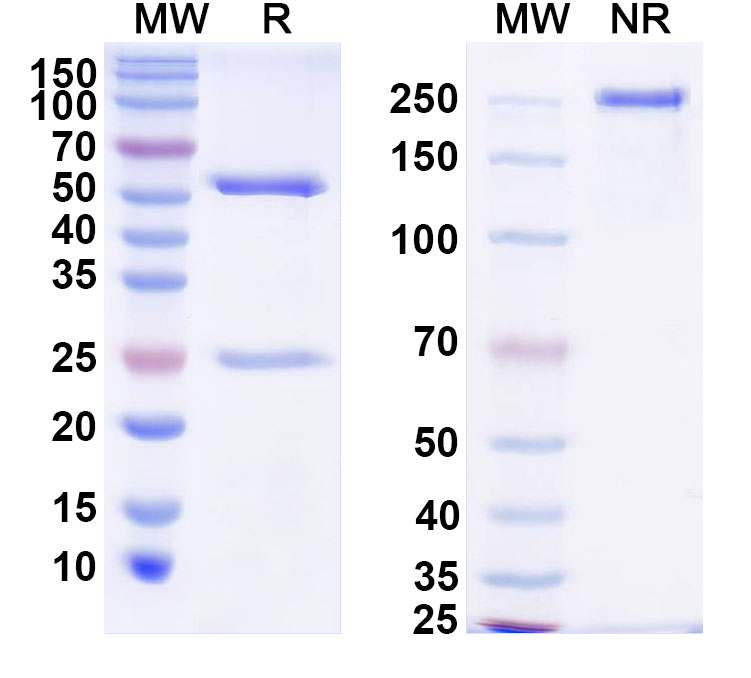 SDS-PAGE for Anti-Suid herpesvirus 1/SuHV-1 UL42/PAP Antibody (2D5)