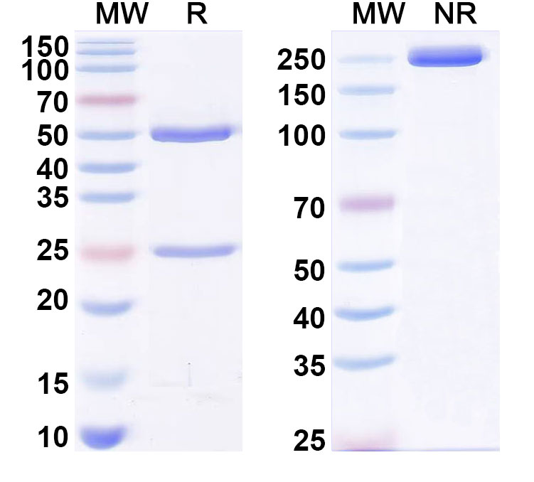 SDS-PAGE for Anti-T3/Liothyronine Antibody (SAA2031)