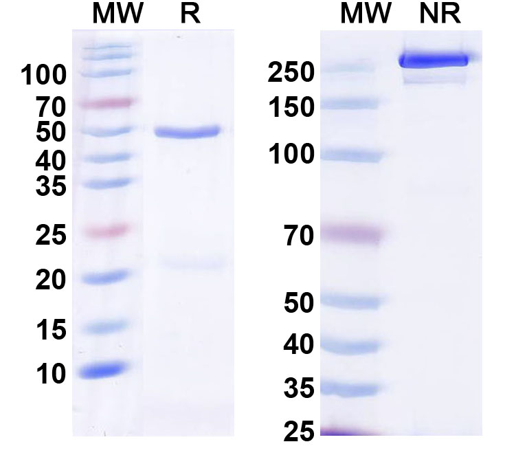 SDS-PAGE for Anti-TASK3 K+ channel Antibody (N44A/71)
