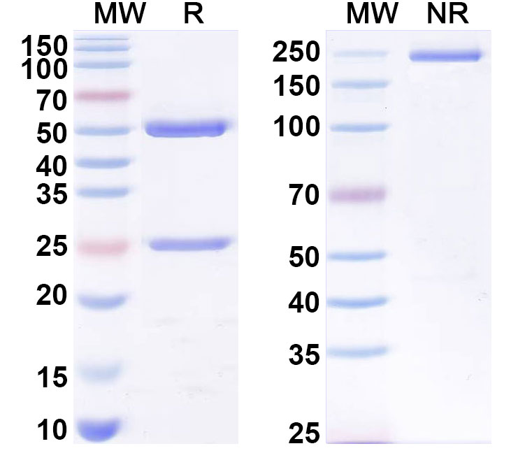 SDS-PAGE for Anti-Testosterone Antibody (5F2)