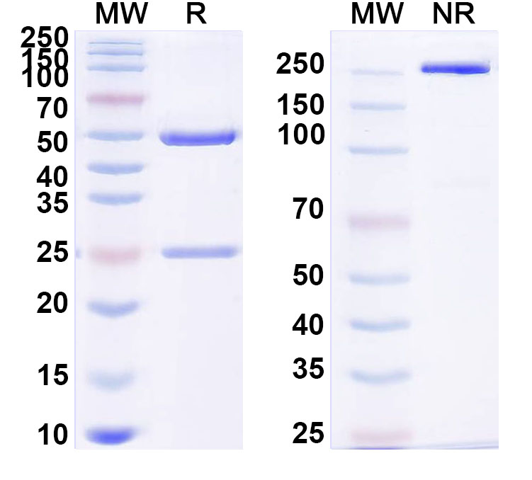 SDS-PAGE for Anti-UBC/polyUb/Polyubiquitin-C Antibody (SAA0328)