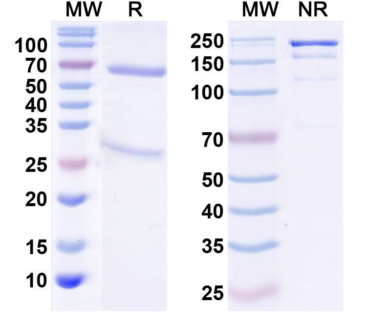 SDS-PAGE for Anti-VGAT Antibody (L118/66)