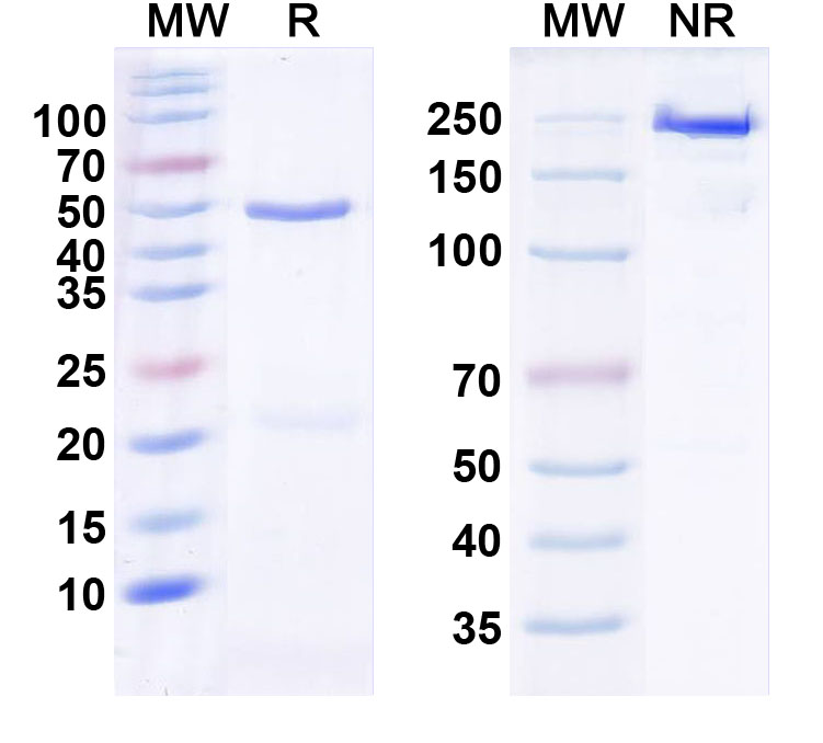 SDS-PAGE for Anti-VGlut1 Antibody (N28/7)