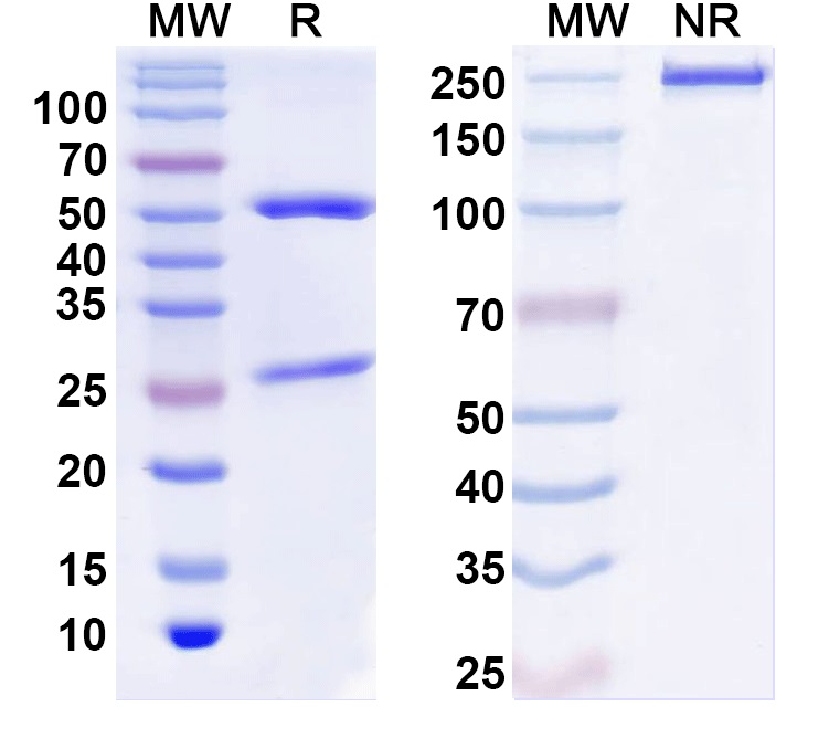 SDS-PAGE for Anti-VGlut3 Antibody (N34/35)